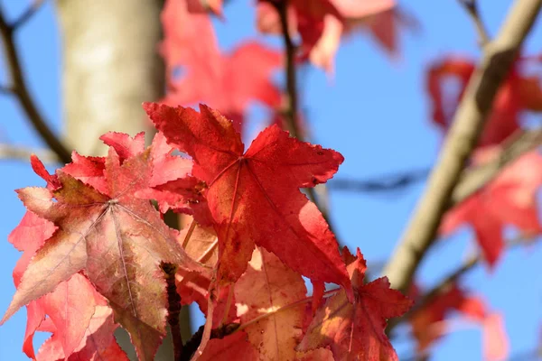 Florales Bild Von Roten Herbstblättern Unter Blauem Himmel Einem Strahlend — Stockfoto