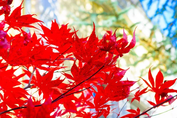 Farbe Herbst Natur Laub Freien Nahaufnahme Bild Von Roten Ahornbaum — Stockfoto