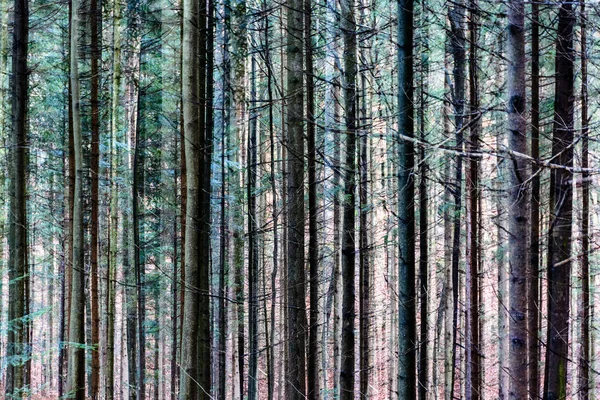 Farbe Mehrfachbelichtung Abstrakte Kunstvolle Bild Von Bäumen Einem Wald Surreale — Stockfoto