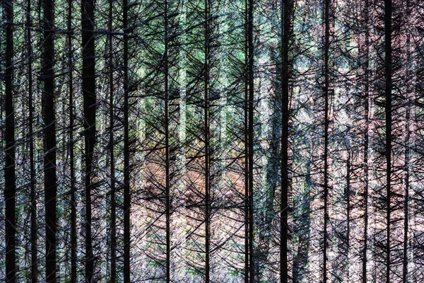 Farbe Mehrfachbelichtung Abstrakte Kunstvolle Bild Von Bäumen Einem Wald Surreale — Stockfoto