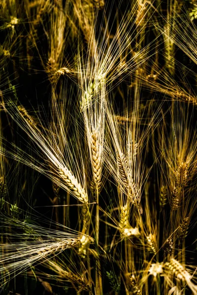 Fine art outdoor impressionistic close up nature image of golden wheat / grain on black background taken on a sunny summer day