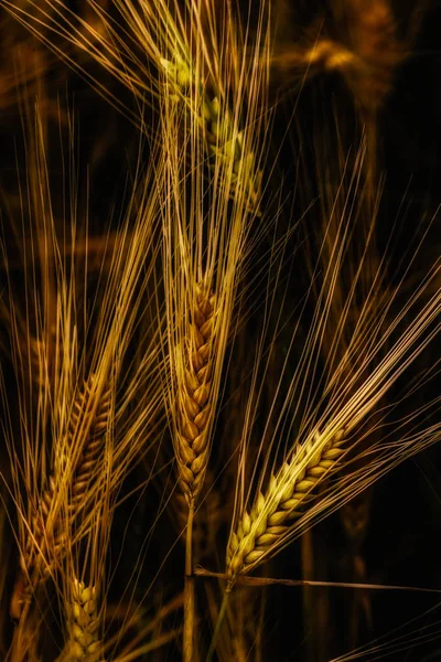 Fine art outdoor summer symbolic close up  image of golden wheat on black background