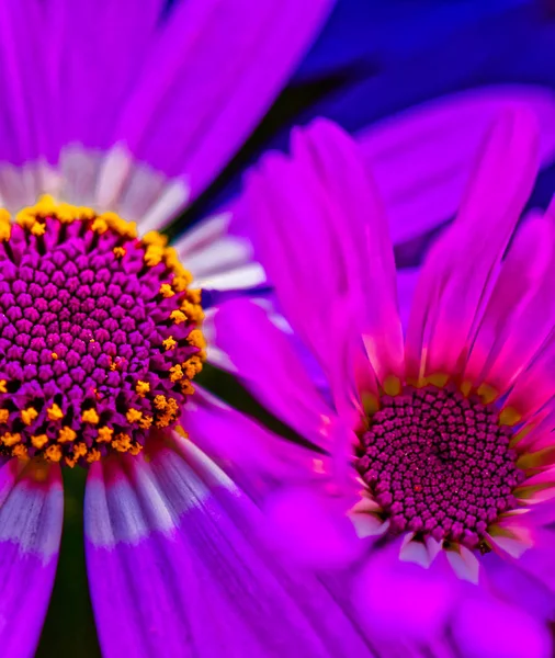 Floral fine art color macro close up flower portrait of a pair of violet white pink yellow blooming flowering marguerite / daisy blossoms on blue background taken in summer or spring