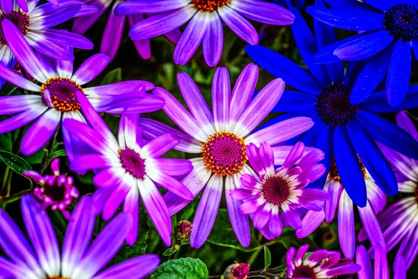 Bellas Artes Florales Imagen Color Aire Libre Senecio Azul Violeta — Foto de Stock