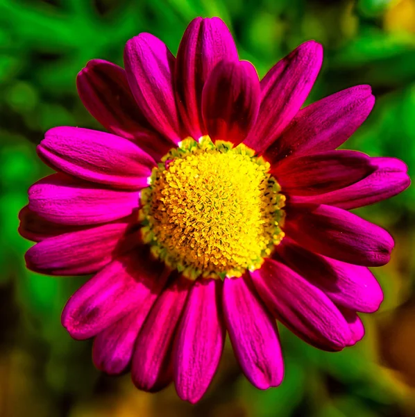 Floral color outdoor macro portrait of a single isolated pink yellow flowering marguerite / daisy blossom on natural blurred green garden background on a sunny day