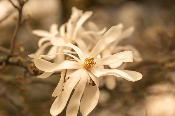 Floral natural colorful outdoor image of a white magnolia blossom in bright sunshine with a  blurred natural background on a hot spring day