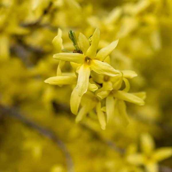 Natural colorful outdoor macro of fresh blossoms of a yellow forsythia with blurry background and foreground on a bright sunny spring day