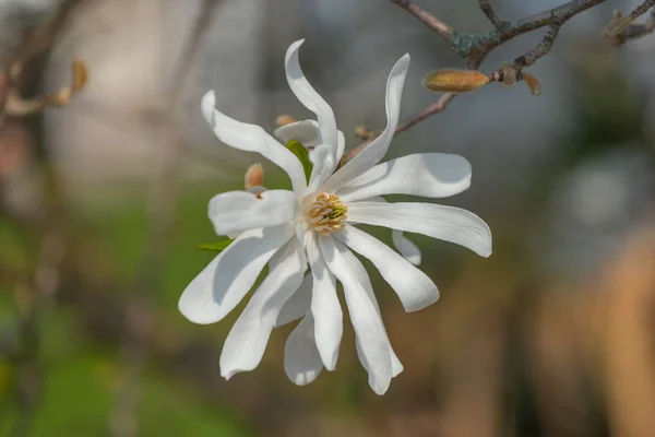Floral natural colorful outdoor image of a white magnolia blossom in bright sunshine with a  blurred natural background on a hot spring day