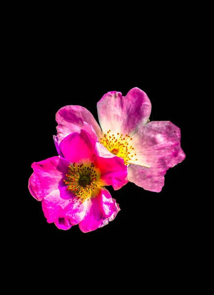Νεκρή Ζωή Καλή Τέχνη Floral Πολύχρωμο Μακρο Λουλούδι Πορτραίτο Ενός — Φωτογραφία Αρχείου