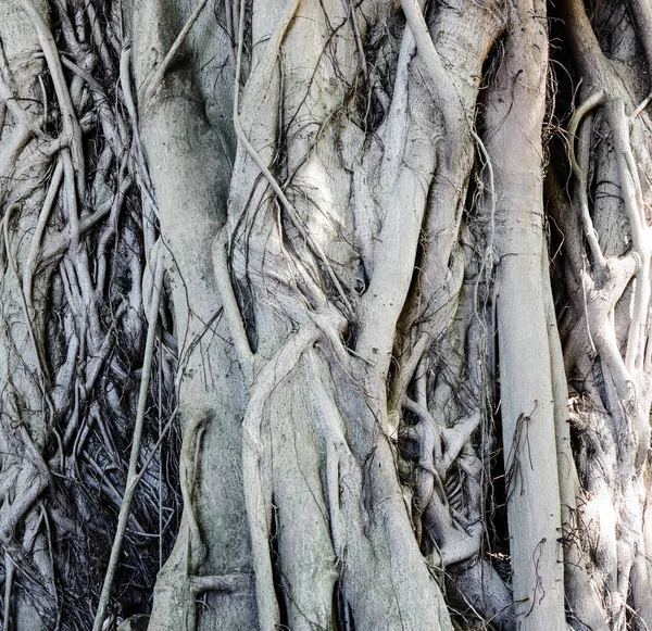 Monochrome Fine Art Outdoor Nature Close Photography Massive Tree Roots — Stock Photo, Image