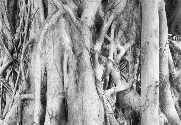 Monochrome Outdoor Nature Detailed Close Image Tree Massive Roots Taken — Stock Photo, Image