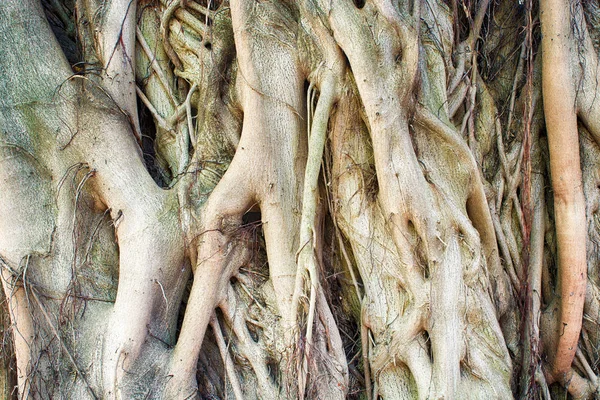 Obarvit Venkovní Přírodu Detailní Obrázek Stromu Mohutnými Kořeny Slunečného Dne — Stock fotografie