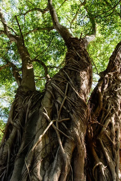 Color Exterior Naturaleza Flora Imagen Gigantesco Gran Árbol Con Hojas —  Fotos de Stock