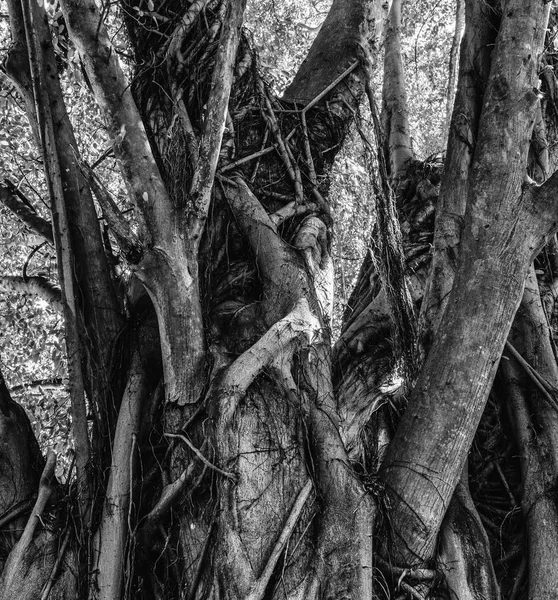 Monochromatický Exteriéru Zblízka Fotografie Stromu Mohutnými Kořeny Kmeny Převzatých Jižní — Stock fotografie