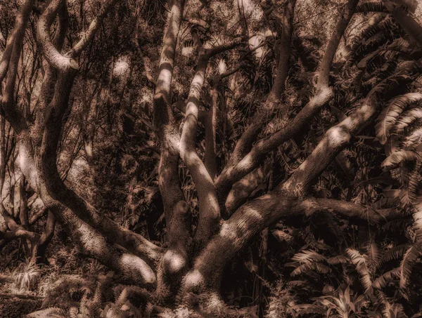 Monochrom Vintage Stil Sepia Outdoor Naturbild Eines Baumes Mit Ungewöhnlichen — Stockfoto