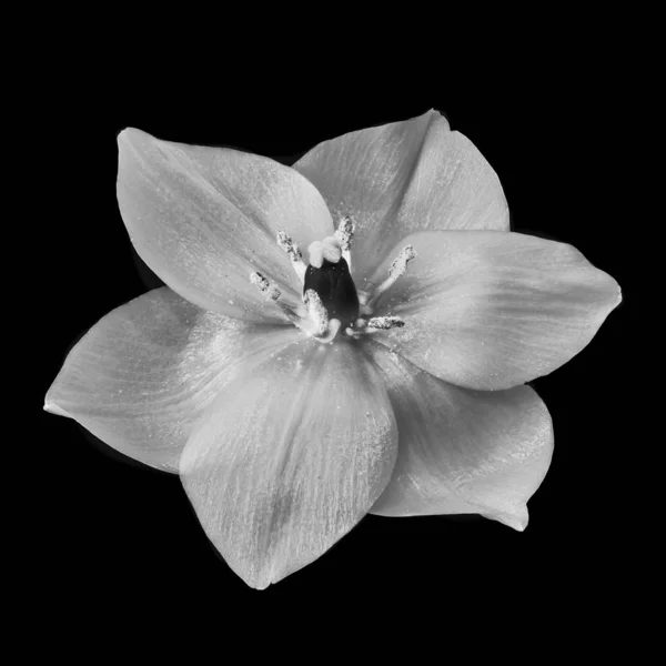 Fine Art Stillleben Monochrom Florales Makro Eines Einzigen Isolierten Stern — Stockfoto