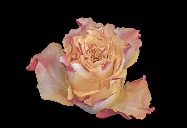 Fine art still life pastel color macro  of a single isolated pink yellow rose blossom in vintage painting style on black background