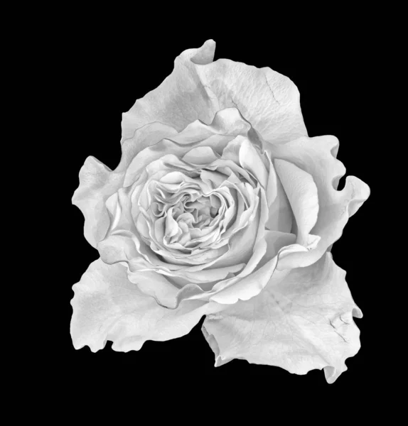 Beaux Arts Still Life Monochrome Macro Single Isolated White Rose — Photo