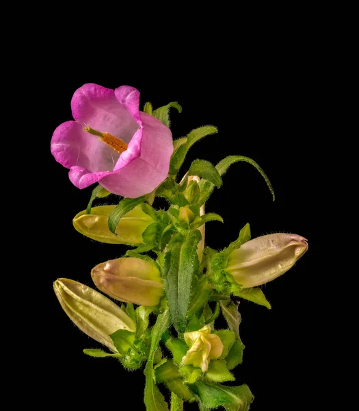 Fine Art Still Life Color Macro Single Isolated Stem Bellflower — Stock Photo, Image