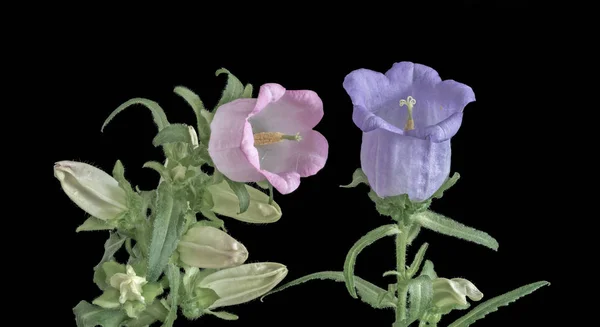 Fine art still life pastel color macro of an isolated pair of blue and pink bellflower/campanula blossoms, several buds and green leaves on black background