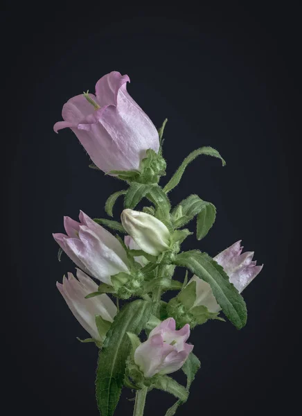 Fine art still life pastel color macro of a single isolated stem of a bellflower/campanula with one open bright pink blossom,several buds and green leaves on gray blue background