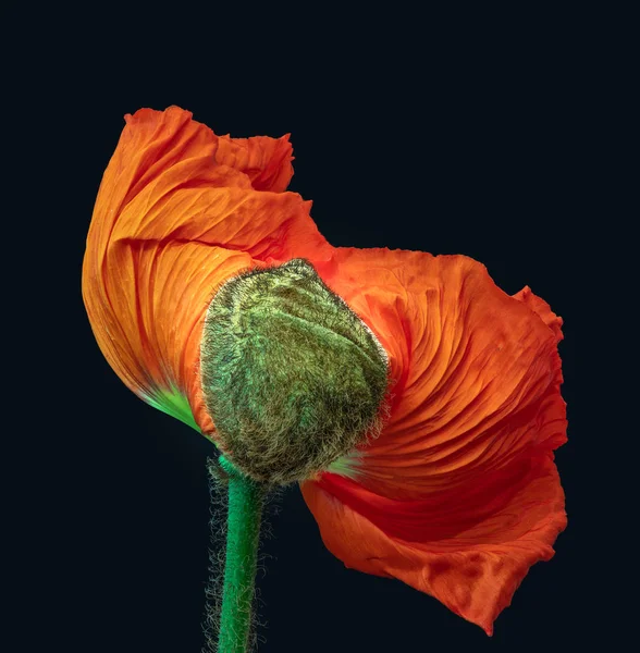 Floral Fine Art Stilleven Kleur Macro Van Een Enkele Geïsoleerde — Stockfoto