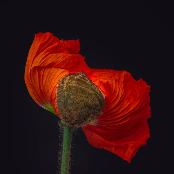 Floral Καλή Τέχνη Ακόμα Ζωή Χαμηλό Κλειδί Χρώμα Μακρο Μια — Φωτογραφία Αρχείου