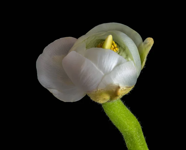 Detaljerad Fine Art Stilleben Färg Makro Isolerad Enda Ung Vit — Stockfoto