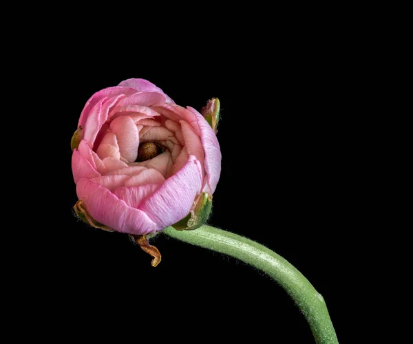 Detaillierte Feine Kunst Stillleben Farb Makro Einer Isolierten Jungen Rosa — Stockfoto