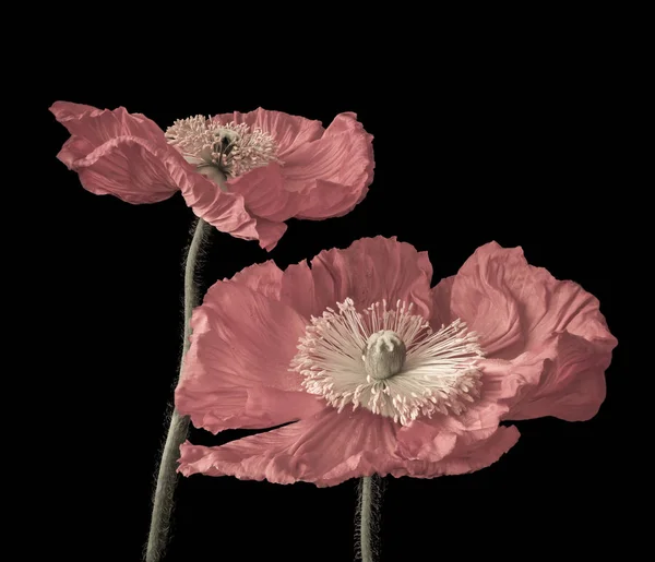 Arte Fina Floral Ainda Vida Cor Pastel Macro Par Flores — Fotografia de Stock