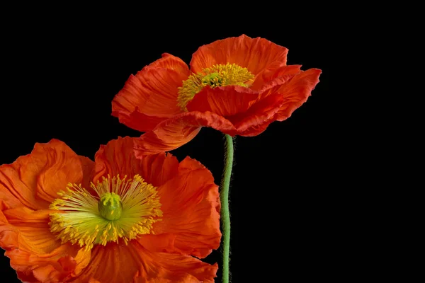 Blumenschmuck Stillleben Farbe Makro Eines Paares Orange Gelb Satin Seidenmohn — Stockfoto