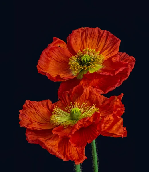 Çiçek Güzel Sanatlar Natürmort Koyu Kırmızı Sarı Sadan Ipek Haşhaş — Stok fotoğraf