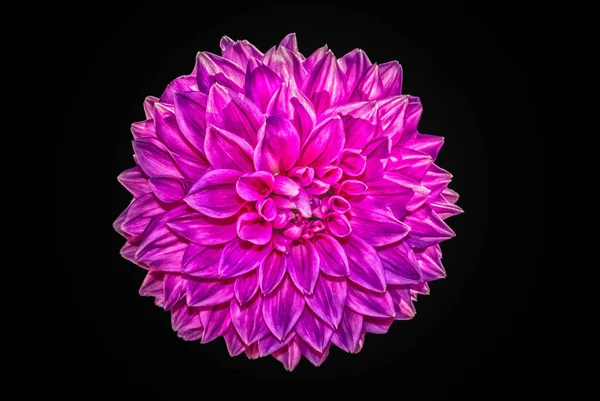 Fine art floral color macro portrait of a single isolated violet flowering dahlia blossom on black background in vintage painting style
