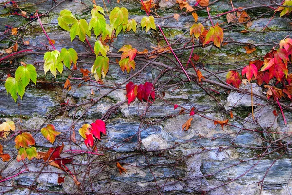 Farbe Freien Saisonale Laub Bild Von Roten Und Grünen Wilden — Stockfoto