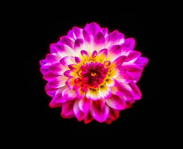 Beaux Arts Couleur Intense Macro Une Seule Fleur Isolée Dahlia — Photo