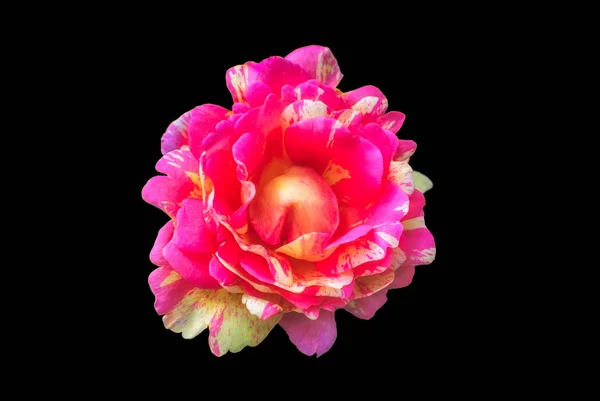 Colorful Fine Art Still Life Bright Macro Single Isolated Pink — Stock Photo, Image