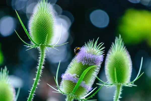 Outdoor color image of violet and green thistles on a sunny day with natural blurred background and a bee sitting on one thistle