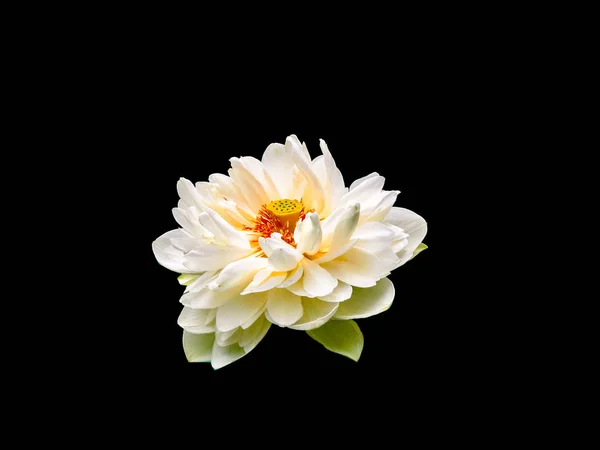 美术静生花宏肖像单独立白色黄色橙色盛开水百合 莲花在黑色背景 — 图库照片