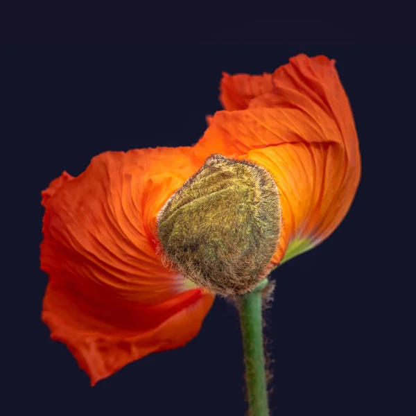 Çiçek Güzel Sanatlar Yeşil Sapı Mavi Bulanık Arka Plan Üzerinde — Stok fotoğraf