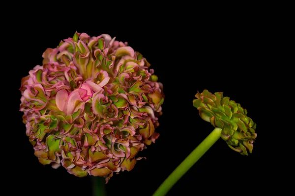 Fine Art Stillleben Farbe Makro Einer Grün Rosa Ranunkelblüte Und — Stockfoto