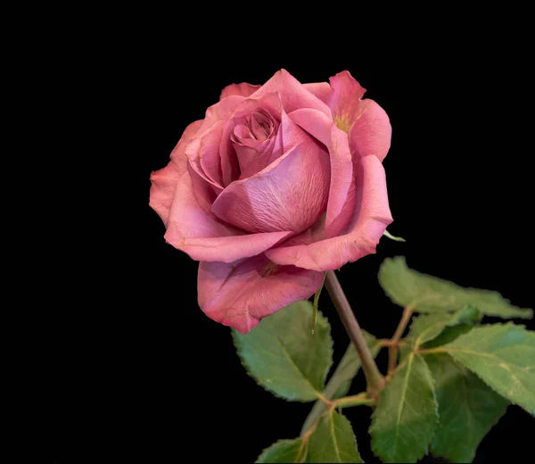 Farbe Fine Art Stillleben Makro Einer Einzelnen Isolierten Rosa Rosenblüte — Stockfoto