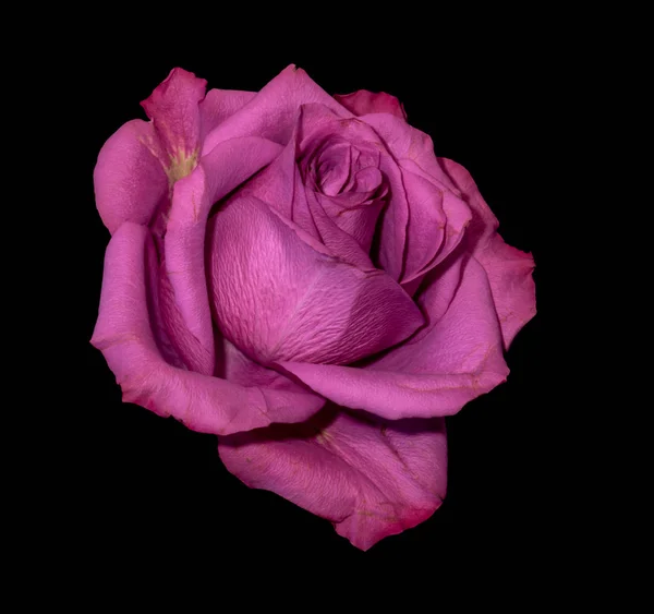 Stillleben Makro Einer Einzelnen Isolierten Rot Rosa Violetten Rosenblüte Mit — Stockfoto