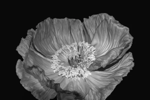 Květinové Výtvarné Umění Stále Živé Monochromatické Makro Vnitřního Středu Jednoho — Stock fotografie
