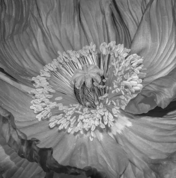 Çiçek Güzel Sanatlar Polen Detaylı Doku Ile Tek Bir Izole — Stok fotoğraf