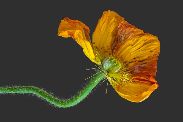 Květinové Barevné Makro Jediného Izolovaného Blednoucí Žluté Satén Hedvábné Mápy — Stock fotografie