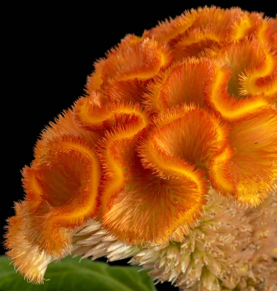 Florales Lebhaftes Farbenfrohes Makro Von Teilen Einer Celosia Blume Leuchtendem — Stockfoto