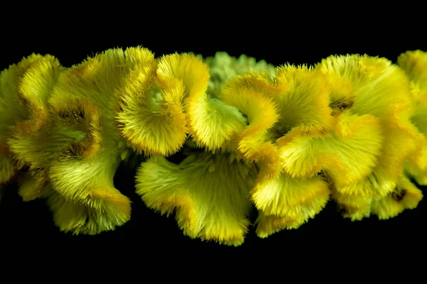 Florales Surrealistisches Neonfarbenes Makro Von Teilen Einer Celosia Blüte Grün — Stockfoto