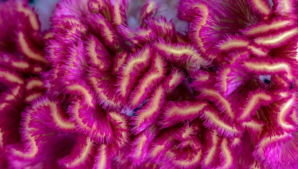 Florales Lebhaftes Farbenfrohes Makro Von Teilen Einer Celosia Blume Violett — Stockfoto