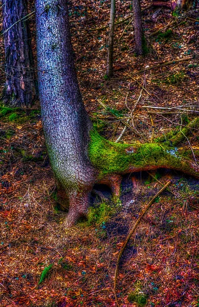 Цвет Наружного Изображения Одного Корня Дерева Зеленым Мхом Сосновыми Иглами — стоковое фото