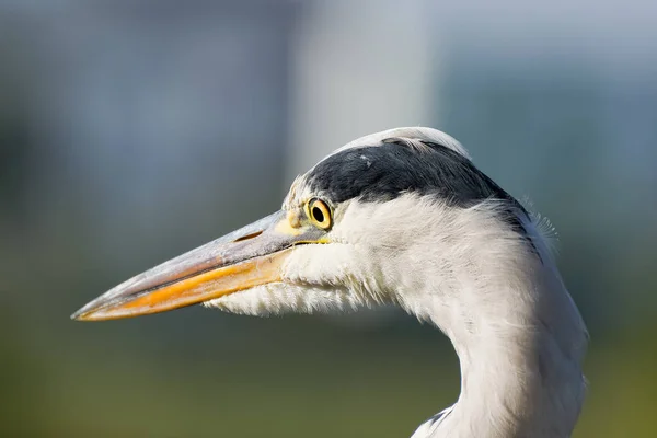 Farbenfrohes Kopfporträt eines einzelnen jagenden Reihers / Reihers — Stockfoto